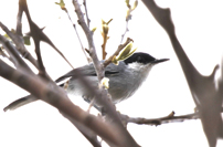 Polioptila albiloris